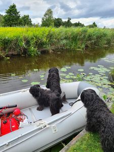 Schapendoes Gijsje, Eslin en Ksenna van de Roeskebeer